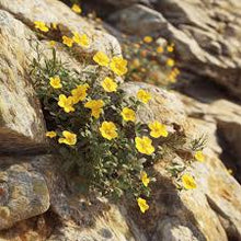 Cargar imagen en el visor de la galería, Tribulus - 60 cápsulas vegetales