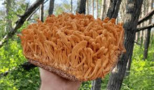 Cargar imagen en el visor de la galería, Cordyceps - 90 cápsulas vegetales