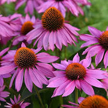 Cargar imagen en el visor de la galería, Echinacea - 90 cápsulas vegetales
