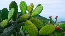 Cargar imagen en el visor de la galería, Nopal 90 cáps.
