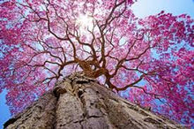 Cargar imagen en el visor de la galería, Pau D' Arco (Palo de Arco) - 100 cápsulas vegetales
