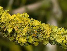 Cargar imagen en el visor de la galería, Vegan Vit. D3 4000 UI - 90 Comprimidos
