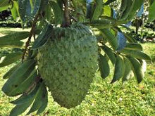 Cargar imagen en el visor de la galería, Graviola 1000. 60 cáps
